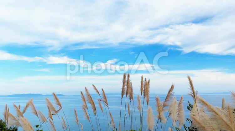 丘から望む美しい海景色とススキの穂 海,青空,雲の写真素材