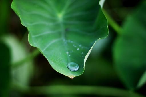 leaves and drops, foglia, una goccia, una foglia, JPG