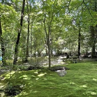 野宮神社内の風景 野宮神社,景色,和の写真素材