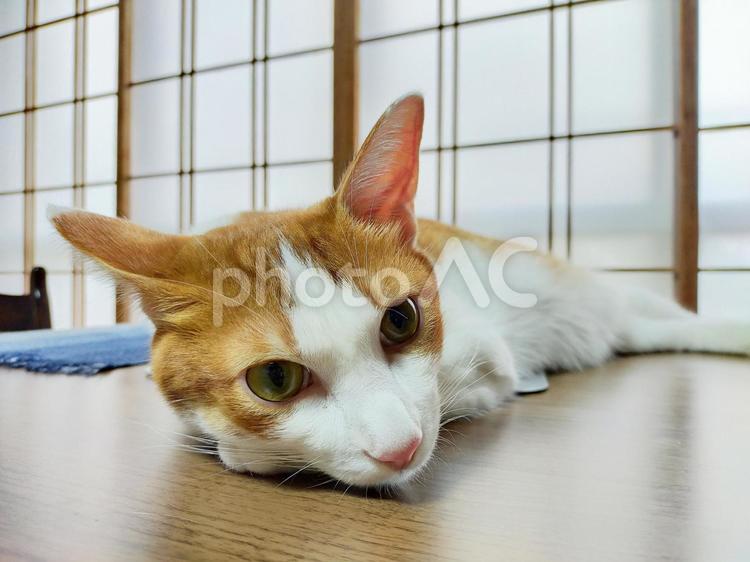 和室でくつろぐネコ ネコ,猫,子猫の写真素材