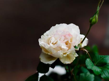 Rose flower image, JPG