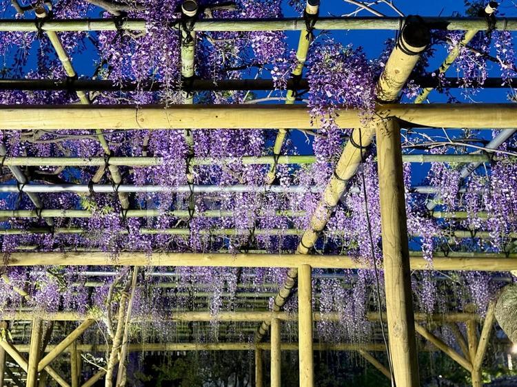 夜の亀戸天神社　藤棚 夜,ライトアップ,夜空の写真素材
