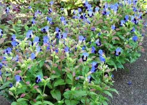 トレニア トレニア,花,植物の写真素材
