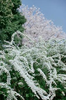 ユキヤナギ ユキヤナギの写真
