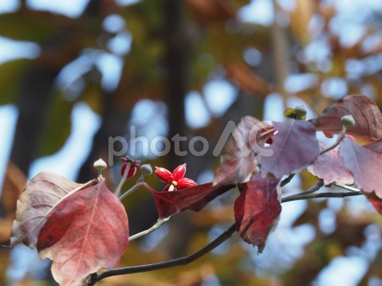 実を生したハナミズキ ハナミズキ,実,フルーツの写真素材