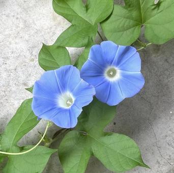 あさがお あさがお 朝顔,花,夏の花の写真素材