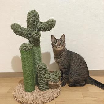 猫 猫の写真