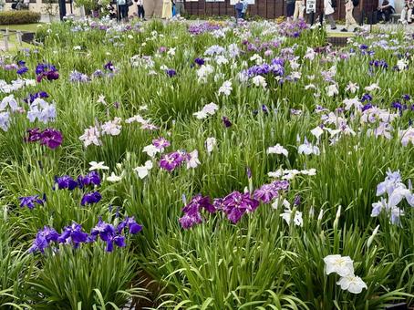 堀切菖蒲園　曇り空の下咲き誇る花菖蒲 癒し,壁紙,花畑の写真素材