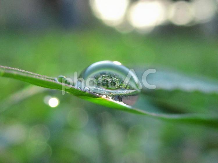 水滴と緑の葉Water drop すいてき,しずく,雨の写真素材