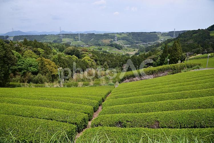 山の斜面に沿って広がる壮大で美しい茶畑 茶畑,お茶,茶の写真素材