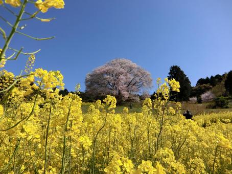 佐賀 武雄 馬場の山桜 遠景1 佐賀 武雄 馬場の山桜 遠景1の写真