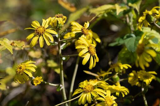 木漏れ日を浴びて咲く黄色いツワブキの花 ツワブキ,花,秋の写真素材