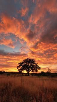 オレンジ色に染まる壮大な夕焼けの風景 オレンジ色に染まる壮大な夕焼けの風景の写真