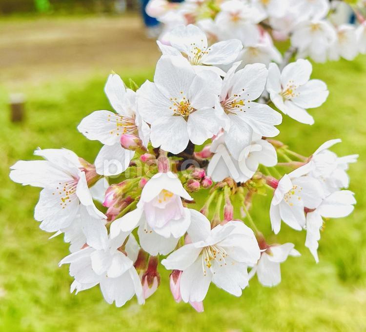 ソメイヨシノ 桜,ソメイヨシノ,白の写真素材