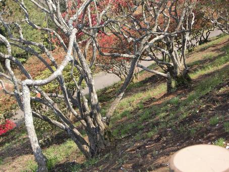 山の斜面の木-6の写真