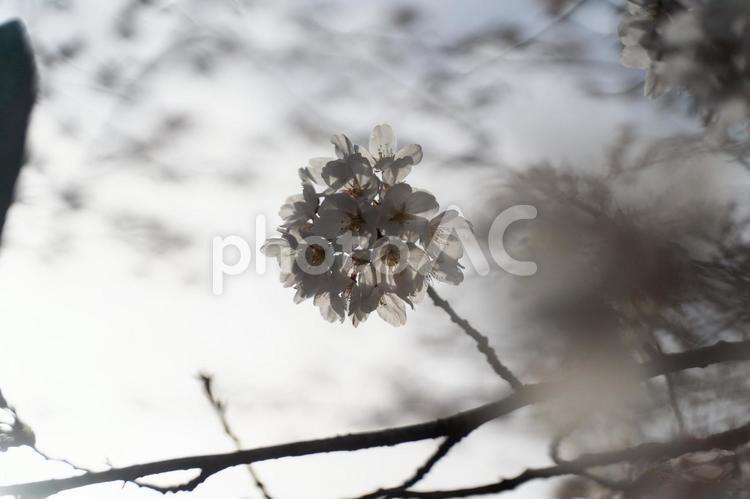 満開の桜が春を告げる④ 桜,春,花の写真素材