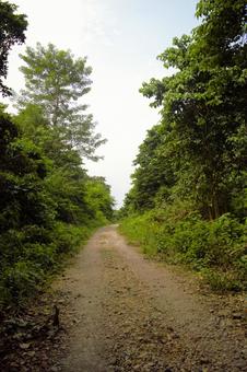 チトワン国立公園 ネパール 2 チトワン国立公園 ネパール 2 チトワン,ネパール,国立公園の写真素材