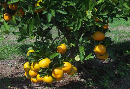 豊作なミカン 植物,果物,みかんの写真素材