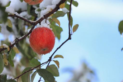 雪のかぶったふじリンゴ 雪,冬,自然の写真素材