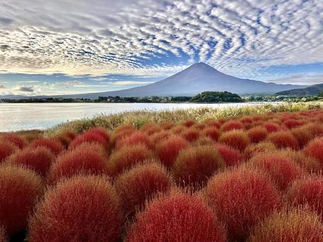 秋色のコキアと富士山 秋色のコキアと富士山 富士山,コキア,河口湖の写真素材