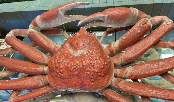カニ 蟹 カニ 蟹の写真