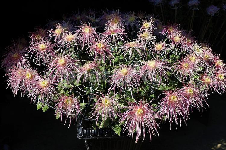 繊細な花びらが美しい大輪の菊の寄せ植え 菊,花,ピンクの写真素材