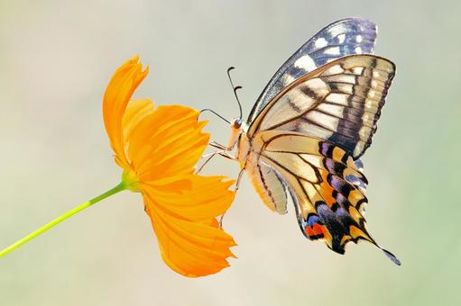 Photo, একটি সাধারণ হলুদ swallowtail, হুয়াং ইয়াং ইয়ু, swallowtail প্রজাপতি, 