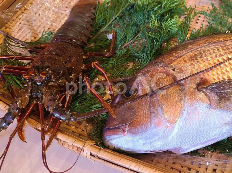 伊勢海老と真鯛 伊勢海老,真鯛,鮮魚の写真素材