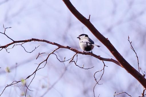 枝にとまるシジュウカラ 鳥,シジュウカラ,野鳥の写真素材