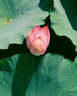 大きな葉に包まれた蓮のつぼみ 大きな葉に包まれた蓮のつぼみ 蓮,蓮の花,つぼみの写真素材