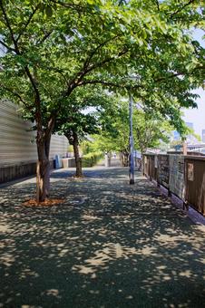 夏の木漏れ日 夏の木漏れ日 木漏れ日,緑,木陰の写真素材