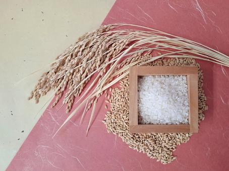 稲穂と籾と白米_和紙バック_1 秋,秋の味覚,米の写真素材