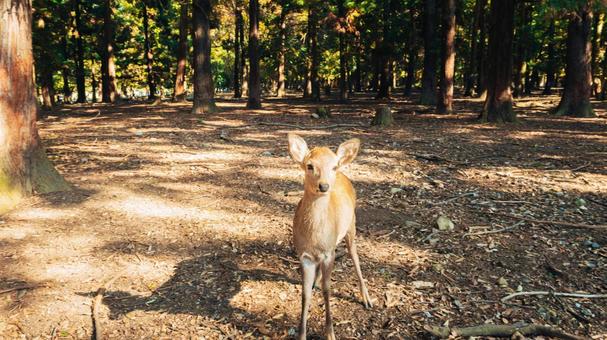 奈良公園 奈良公園,奈良,観光の写真素材