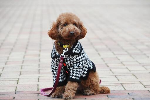 公園の石畳でお座りをするトイプードル トイプードル,動物,哺乳類の写真素材