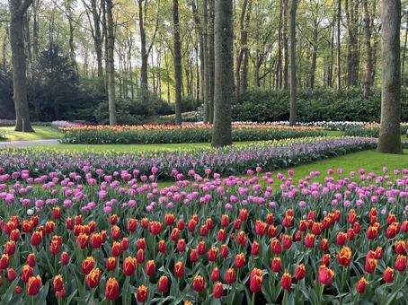 キューケンホフ公園 キューケンホフ,チューリップ,アムステルダムの写真素材