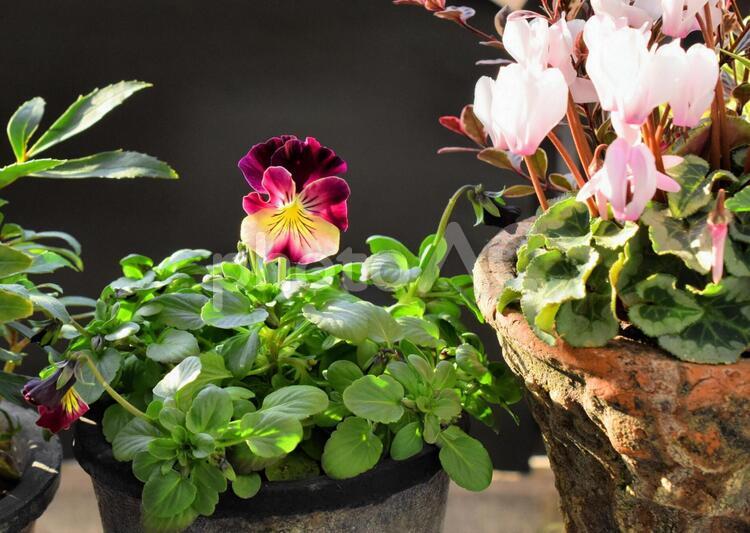 シクラメンとビオラの鉢植え、春の花 シクラメン,ガーデンシクラメン,ビオラの写真素材