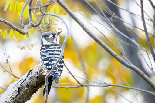 コゲラ⒇ 鳥,コゲラ,野鳥の写真素材
