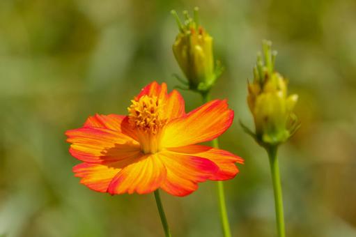 Vivid orange yellow cosmos, JPG