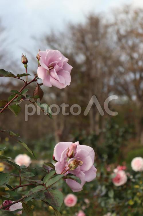 日本生まれの青バラ、たそがれ 薔薇,花,植物の写真素材