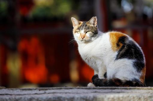 Stray cats at Oe Shrine in Osaka, JPG