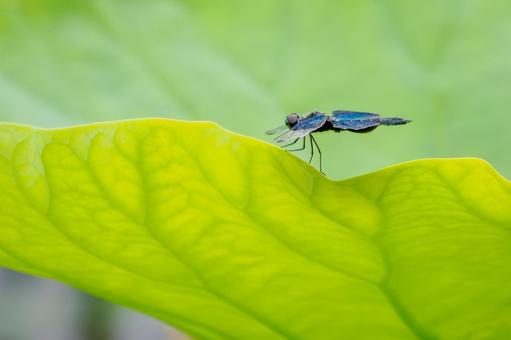 Butterfly dragonfly(49), JPG Butterfly dragonfly(49), JPG