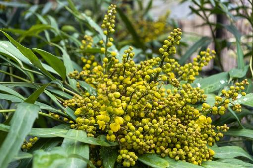 ホソバヒイラギナンテン ホソバヒイラギナンテン,細葉柊南天,チャイニーズマホニアの写真素材