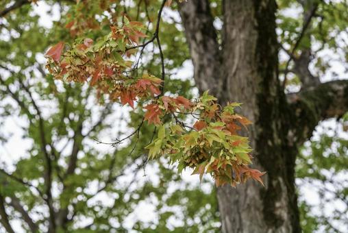 トウカエデ トウカエデ トウカエデ,紅葉,カエデの写真素材