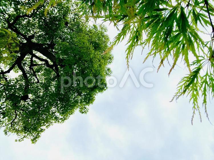 曇天と木 曇天,木,春の写真素材