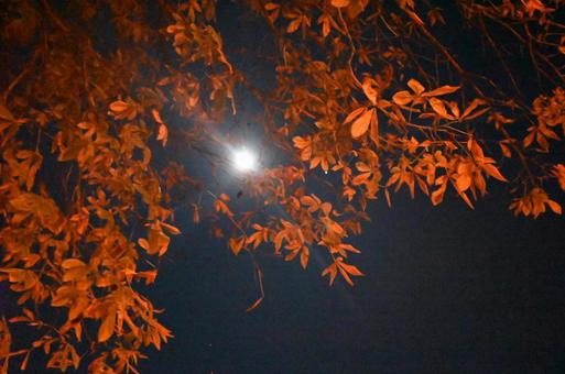 栃木県にて、夜景ともみじ 栃木県にて、夜景ともみじの写真