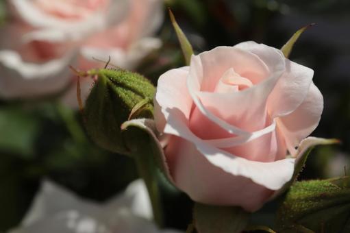 バラ園に咲く淡いピンクの薔薇を撮りました バラ園に咲く淡いピンクの薔薇を撮りましたの写真