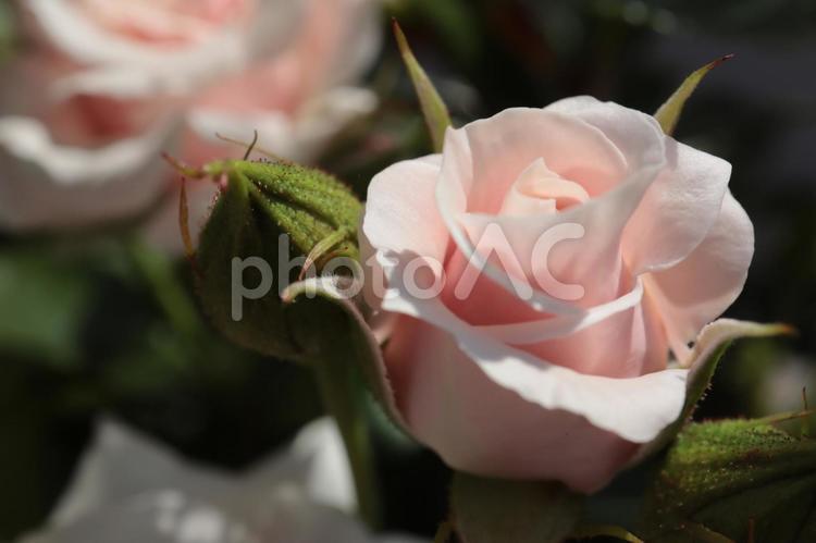 バラ園に咲く淡いピンクの薔薇を撮りました 花,薔薇,自然の写真素材