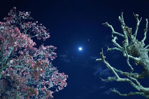松戸、落葉のプラタナスとハナミズキと月 深夜,夜,夜中の写真素材