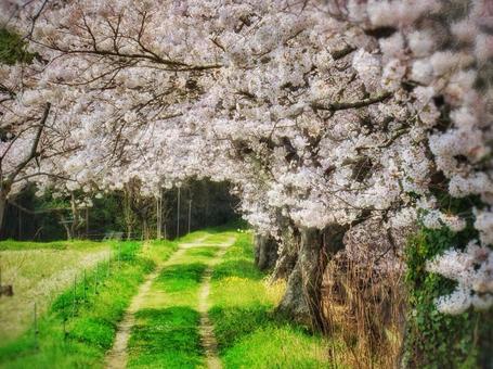 春の小道 春の小道 さくら,サクラ,桜の写真素材