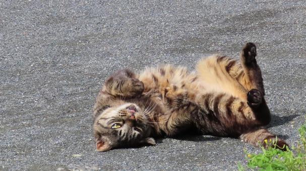 へそ天して転がるもふもふな猫様 へそ天して転がるもふもふな猫様の写真